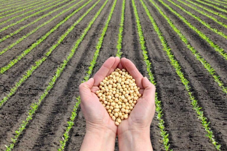 lait de soja bienfaits 1